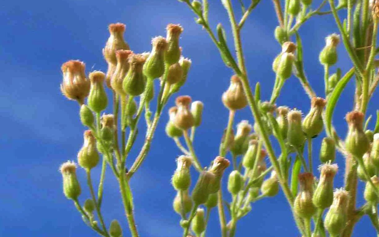 Erbacea australiana:  cfr.  Conyza (=Erigeron) sumatrensis